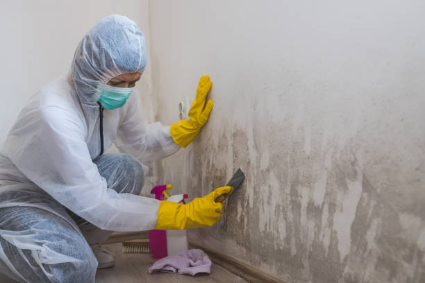 Best Commercial Mold Inspection  in Lexington, MI