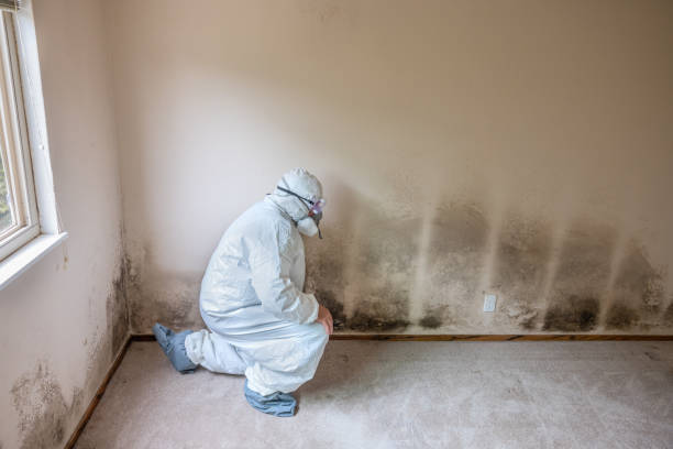 Best Basement Mold Removal  in Lexington, MI