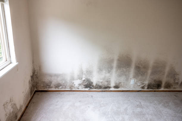 Best Mold Odor Removal Services  in Lexington, MI